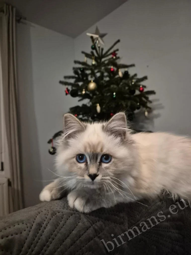 Saba Serenity Birman cat in front of a Christmas tree in Austria – genuine customer feedback, festive home environment