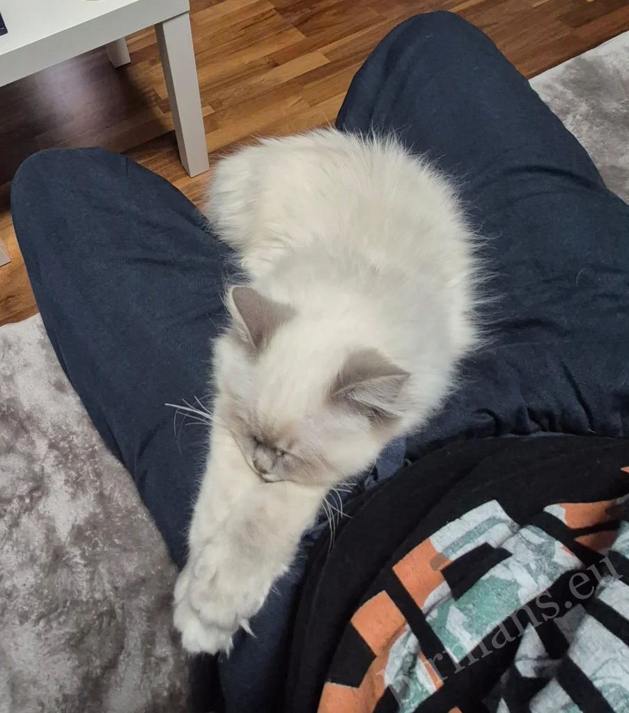 Saba Serenity Birman cat in her owner's lap in Austria – genuine customer feedback, trust and closeness