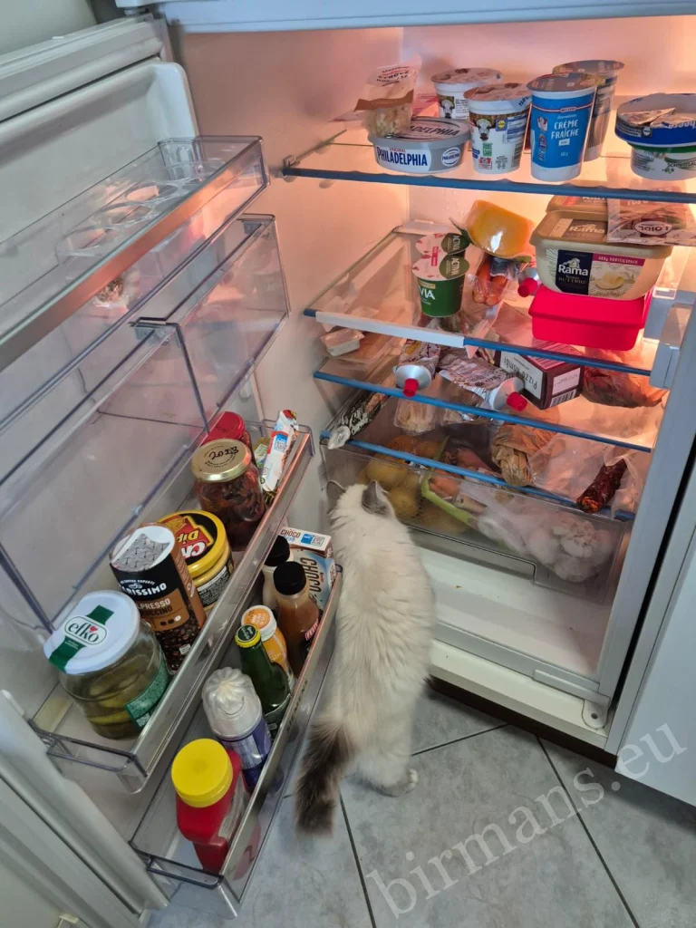 Saba Serenity Birman cat by the refrigerator in Austria – genuine customer feedback, curious behavior in home environment