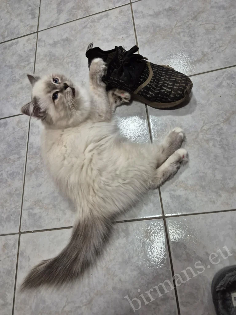 Saba Serenity Birman cat playing with a slipper in Austria – genuine customer feedback, playful behavior