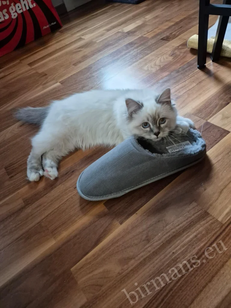 Saba Serenity Birman cat with a slipper in Austria – genuine customer feedback, playful home situation