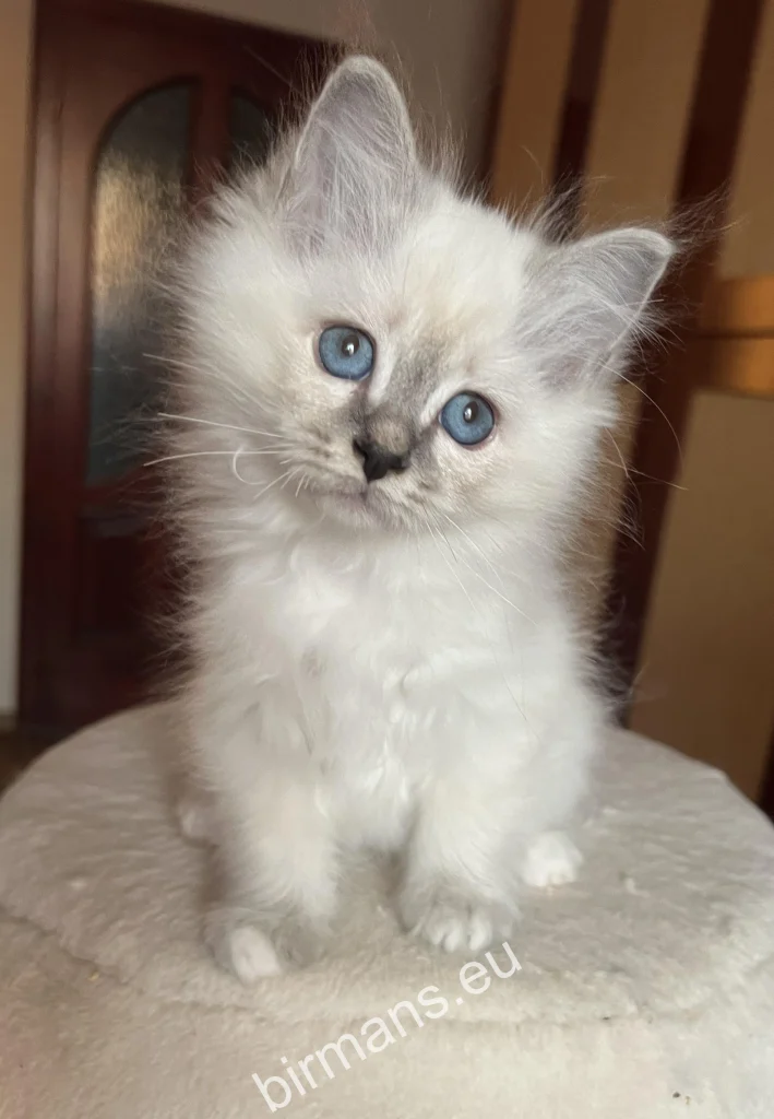 Saba Serenity Birman cat close-up portrait at the cattery – characteristic blue eyes and delicate features