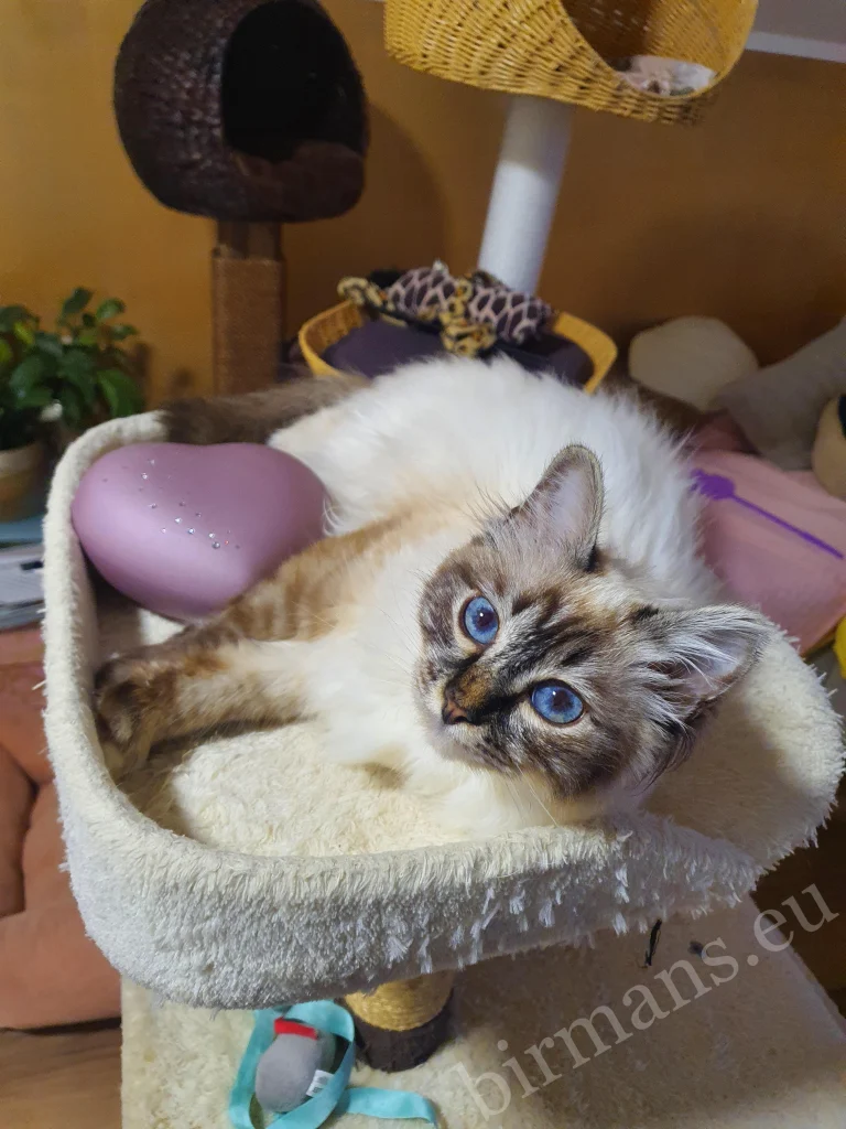 Saba Birman cat on a scratching post in Slovenia – genuine customer feedback
