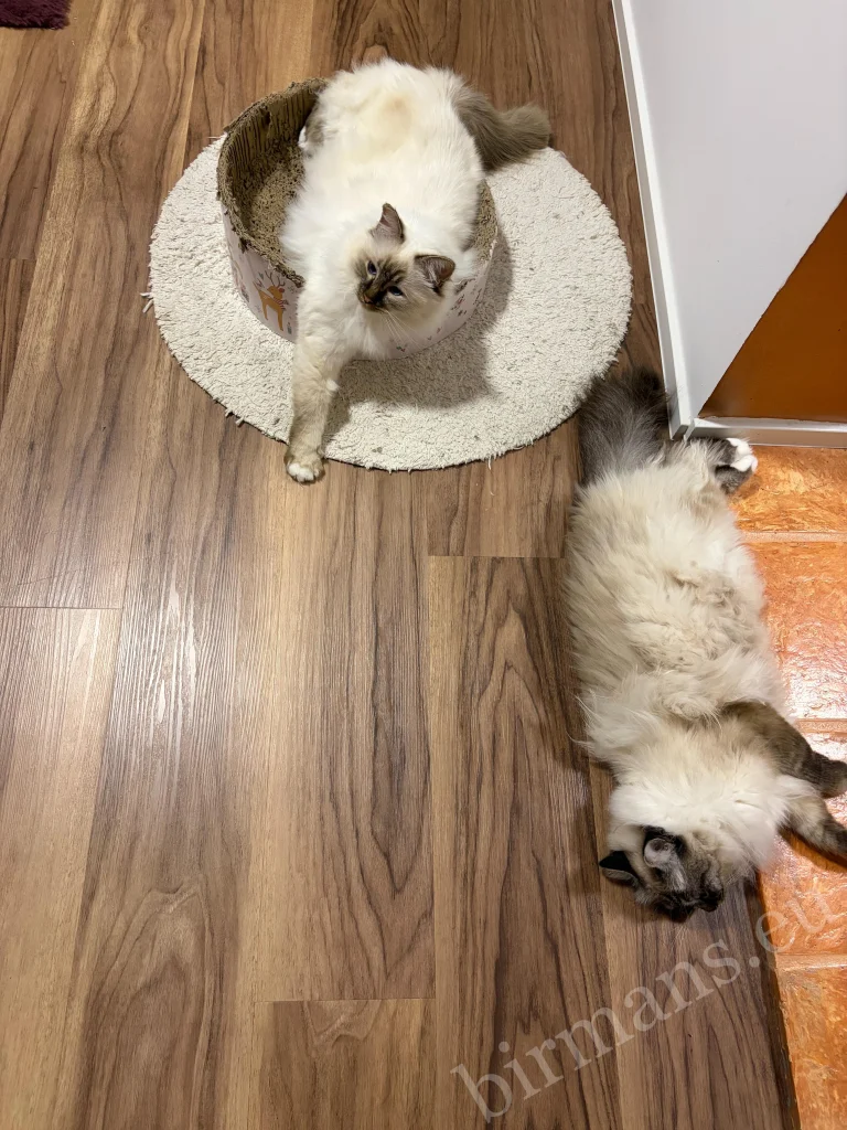 Saba Birman cats resting on the floor in Slovenia – genuine customer feedback