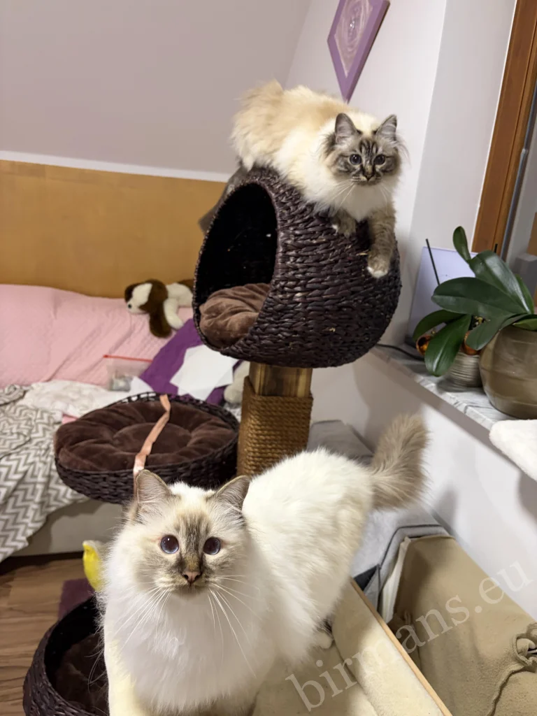 Saba Toma and Saba Taila Birman cats in a home environment in Slovenia – genuine customer feedback