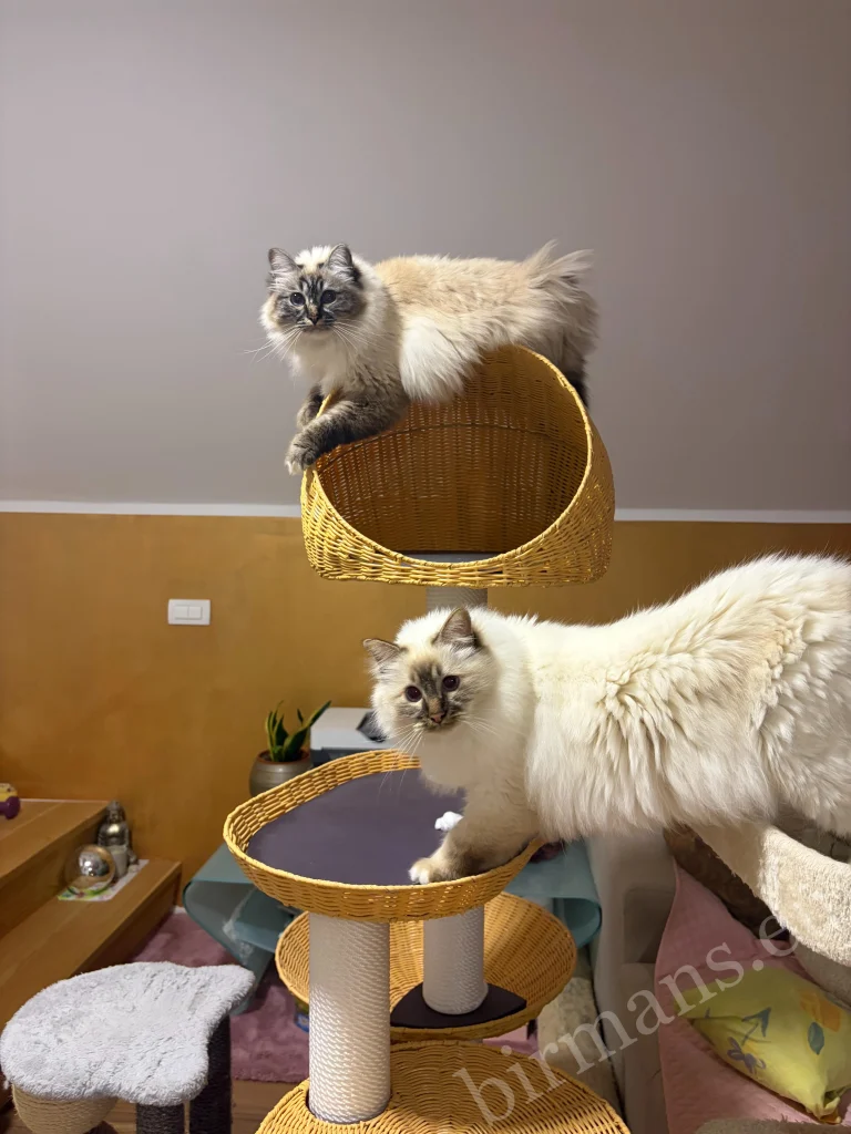 Saba Birman cats on a scratching post in Slovenia – real customer feedback