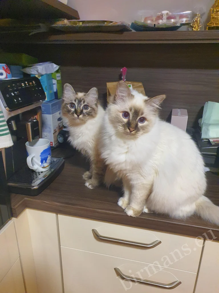 Saba Toma and Saba Taila Birman cats on a kitchen counter in Slovenia – real customer feedback