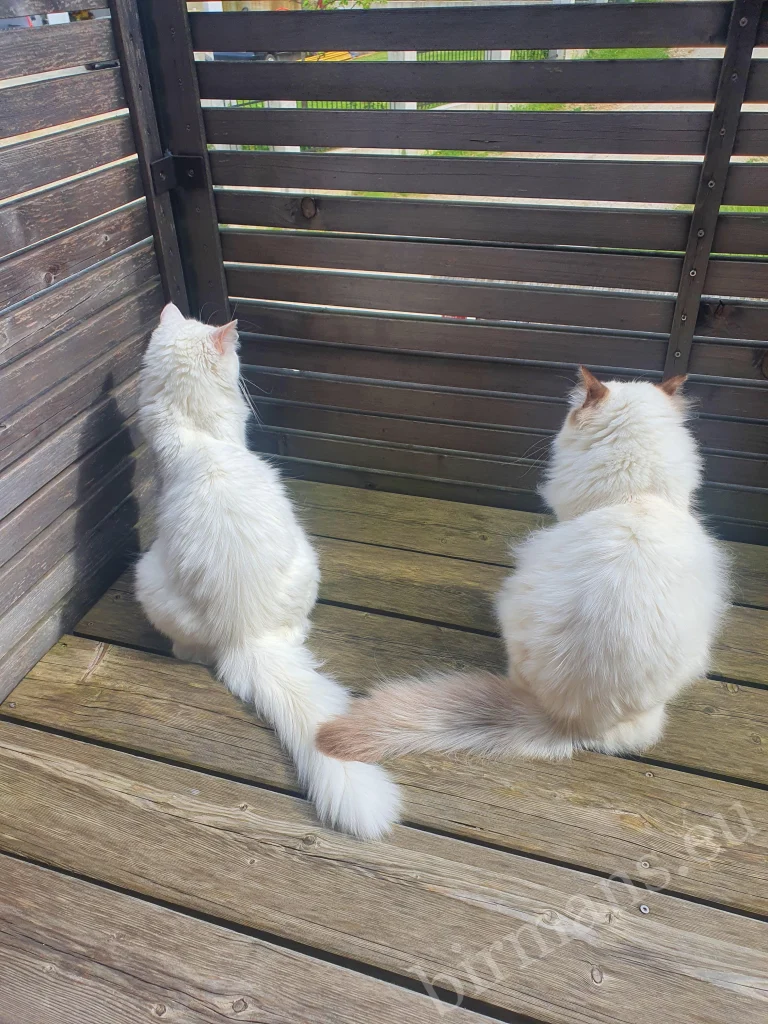 Saba Toma and Saba Taila Birman cats photographed from behind in Slovenia – real customer feedback
