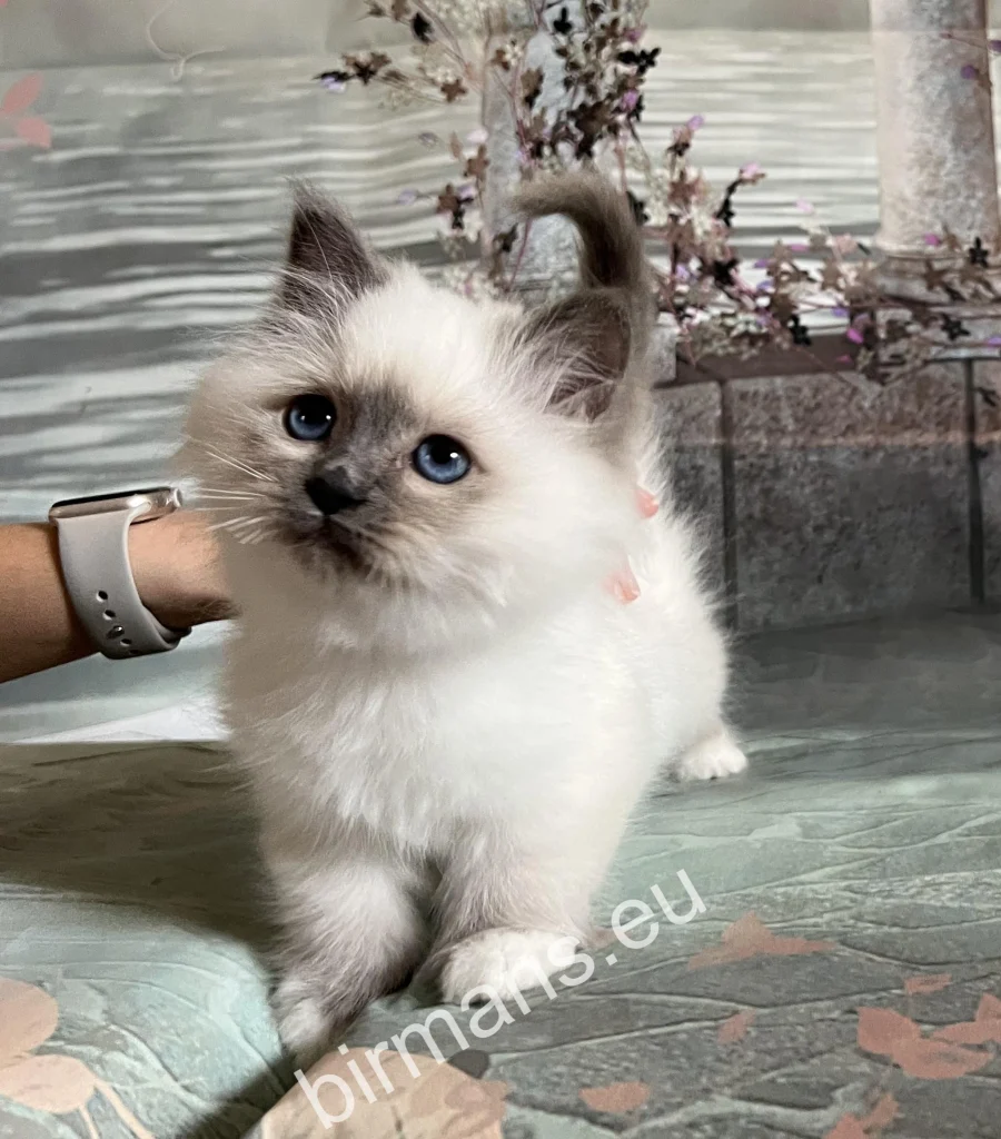 Saba Tracie Birman cat at the Saba cattery in Hungary – peaceful environment and natural presence