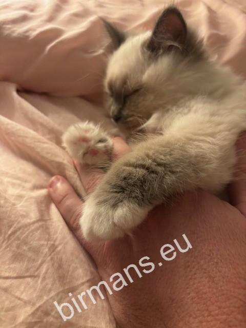 Saba Tracie Birman cat sleeping on her owner's hand in the USA – genuine customer feedback, trust and bond