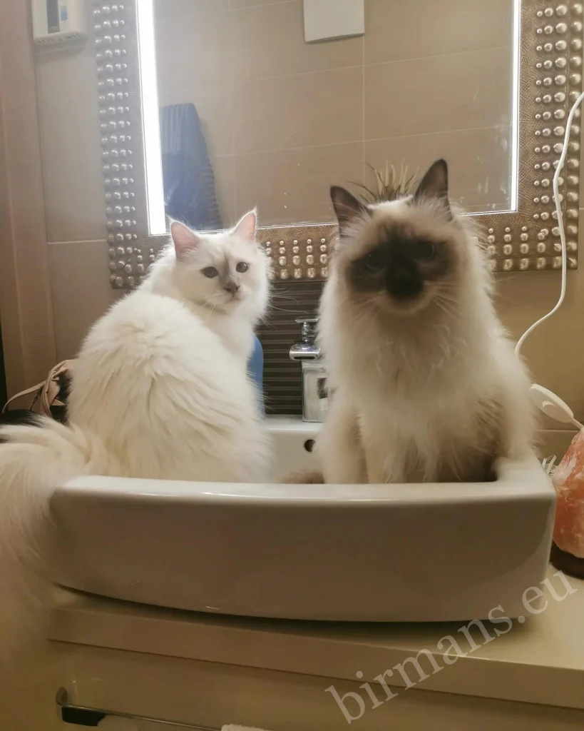 Saba Birman cat in a sink in the bathroom in Slovenia – real customer feedback