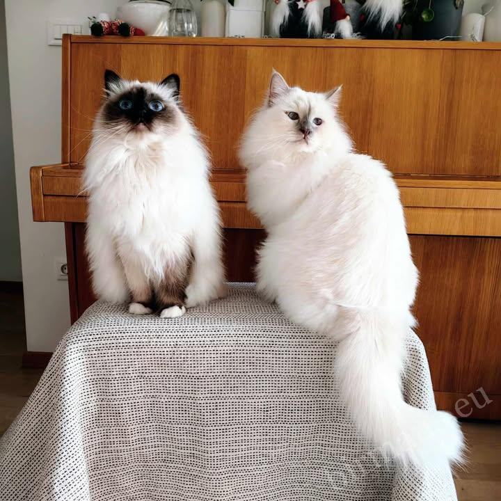 Saba Unity (Perla) and Saba Jasper (Gasper) Birman cats in a home environment in Slovenia – real customer feedback