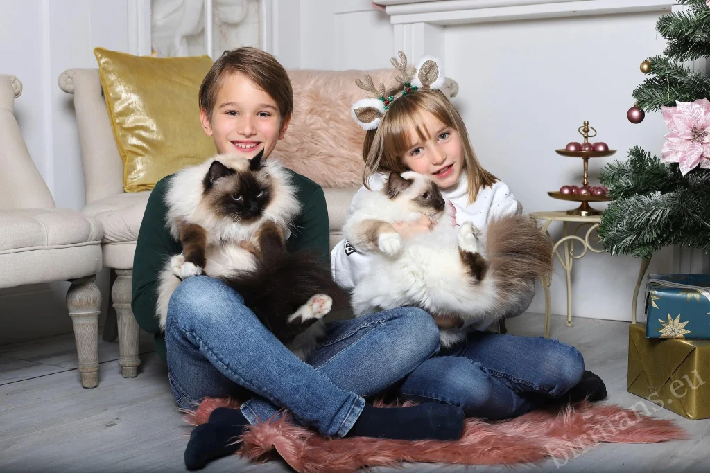 Birman cats Saba Wanderer and Saba Hamlet on the laps of two children at Christmas in Switzerland – real customer feedback