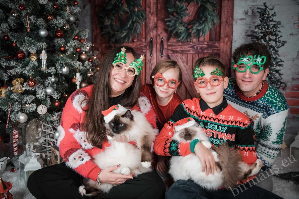 Saba Wanderer and Saba Hamlet Birman cats with the family at Christmas in Switzerland – real customer feedback