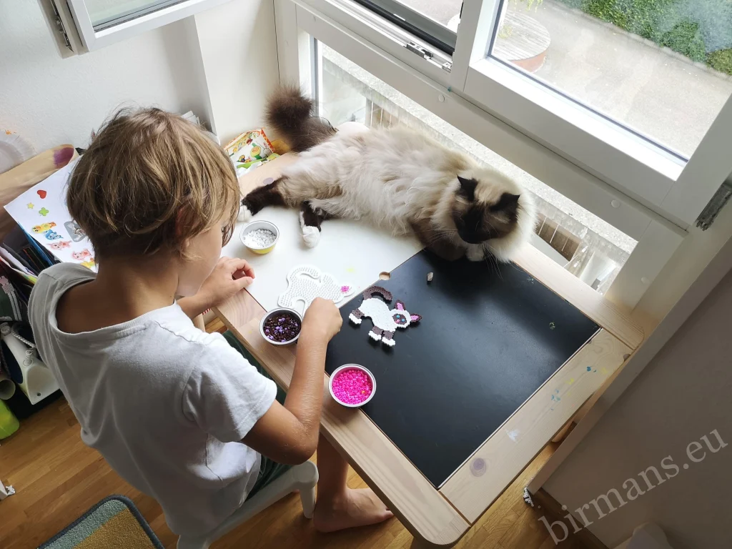 Saba Wanderer Birman cat with a little girl at a drawing table in Switzerland – real customer feedback