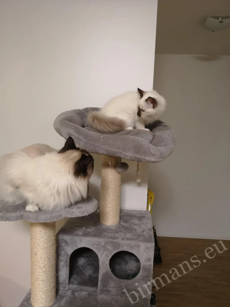 Saba Wanderer and Saba Hamlet Birman cats on a scratching post in Switzerland – real customer feedback