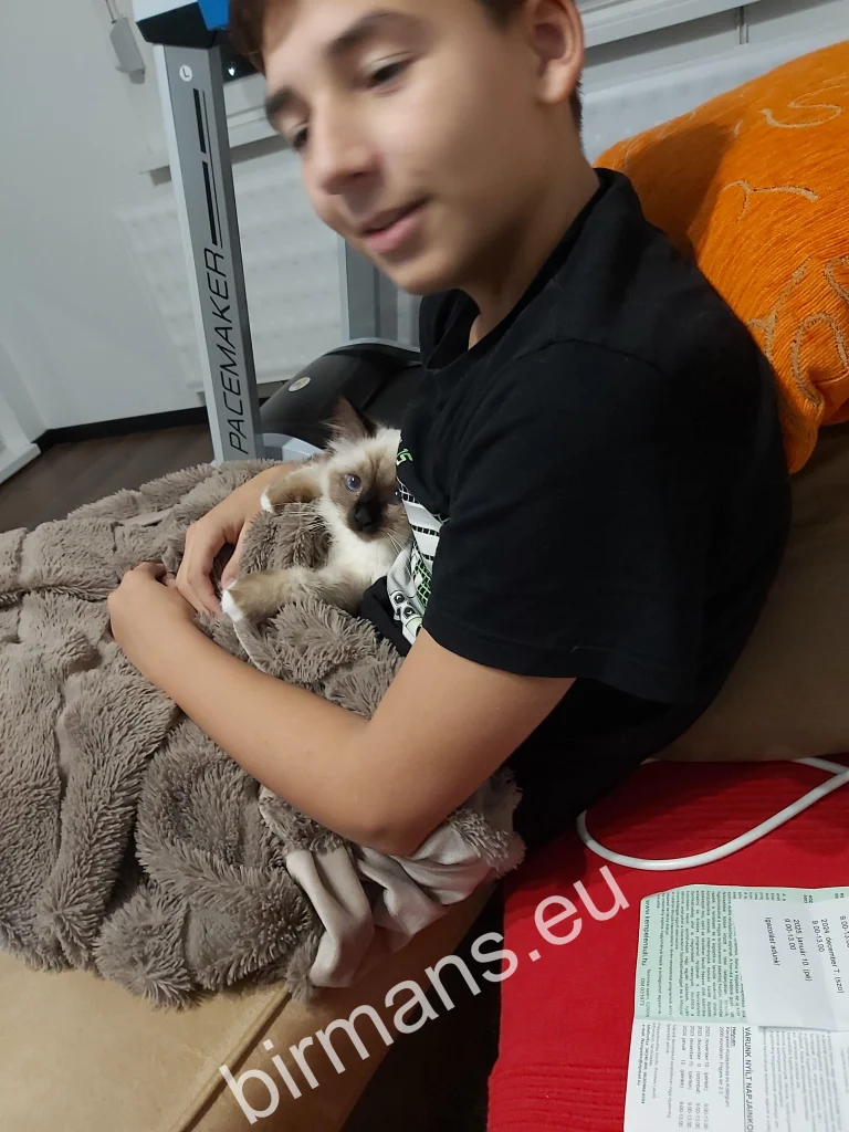 Saba Winter (Luna) Birman cat resting in her owner's lap under a blanket in Slovakia – genuine customer feedback