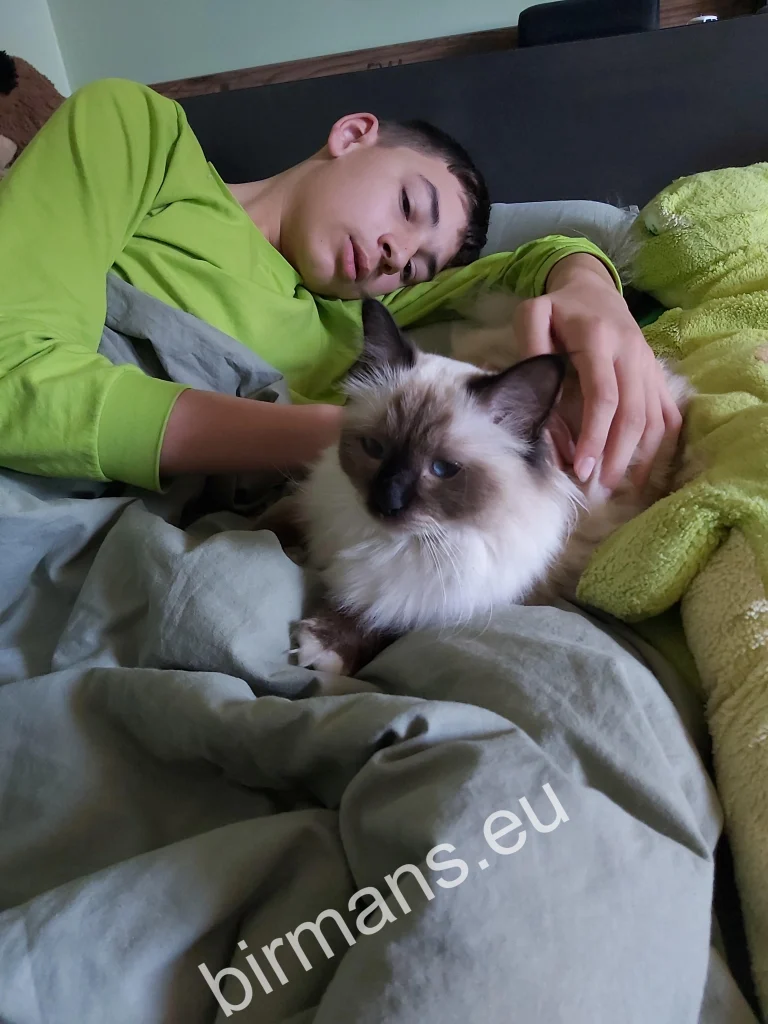 Saba Winter (Luna) Birman cat sleeping in bed with her owner in Slovakia – genuine customer feedback