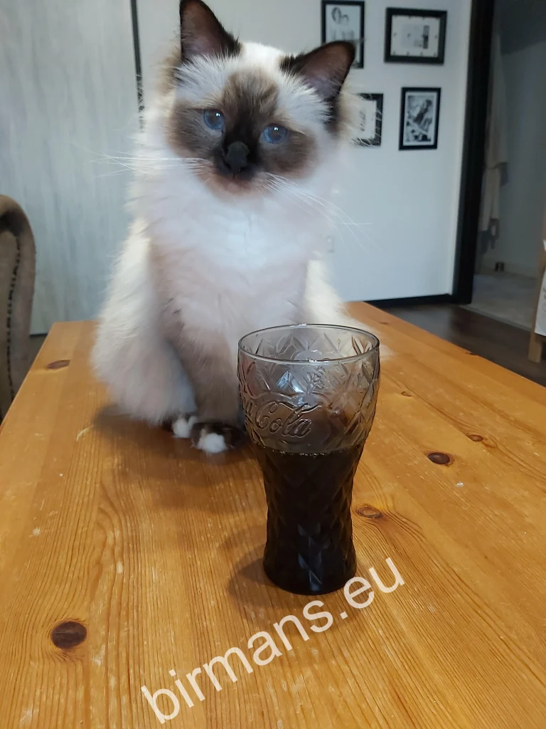 Saba Winter (Luna) Birman cat on a table in front of a Coke in Slovakia – genuine customer feedback