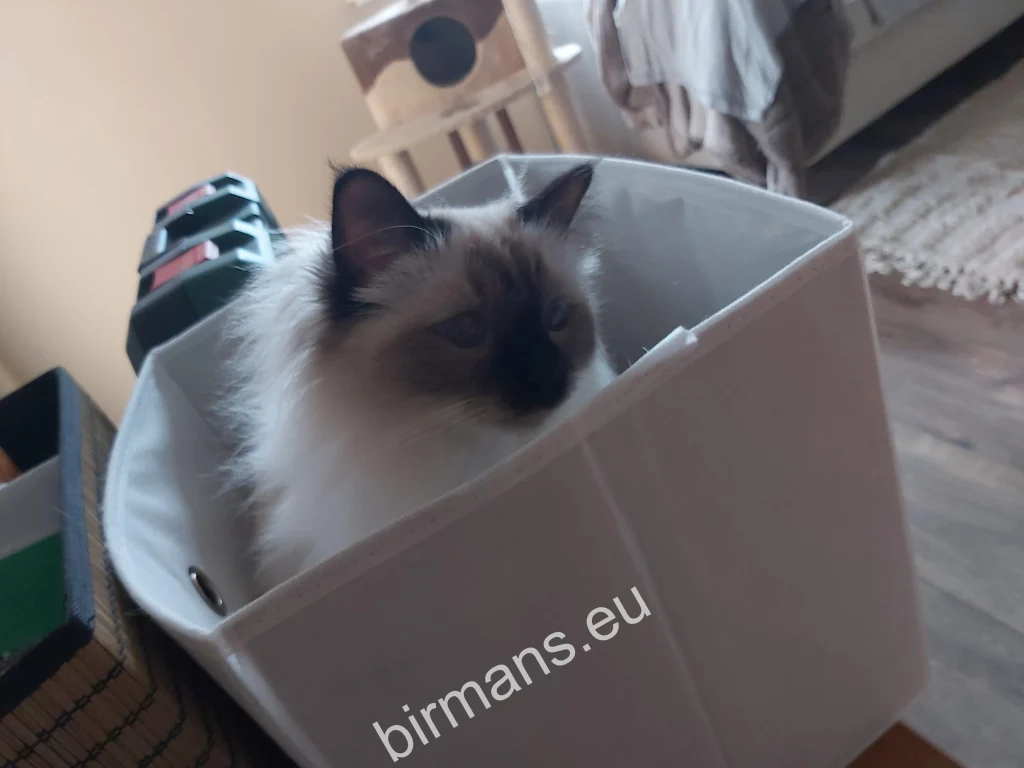 Saba Winter (Luna) Birman cat hiding in a box in Slovakia – genuine customer feedback
