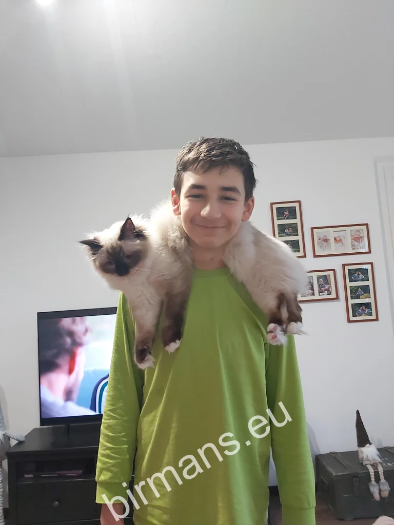 Saba Winter (Luna) Birman cat resting around her owner's neck in Slovakia – genuine customer feedback, close connection