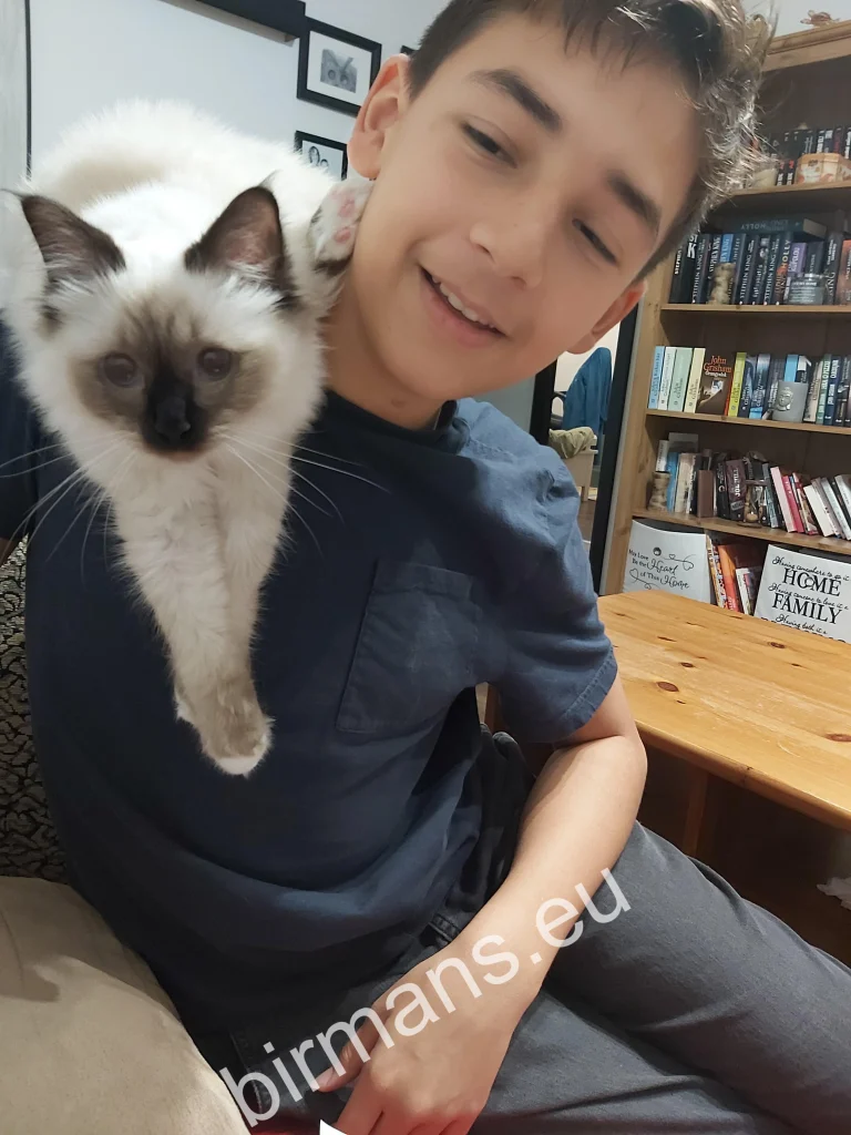 Saba Winter (Luna) Birman cat sitting on her owner's shoulder in Slovakia – genuine customer feedback
