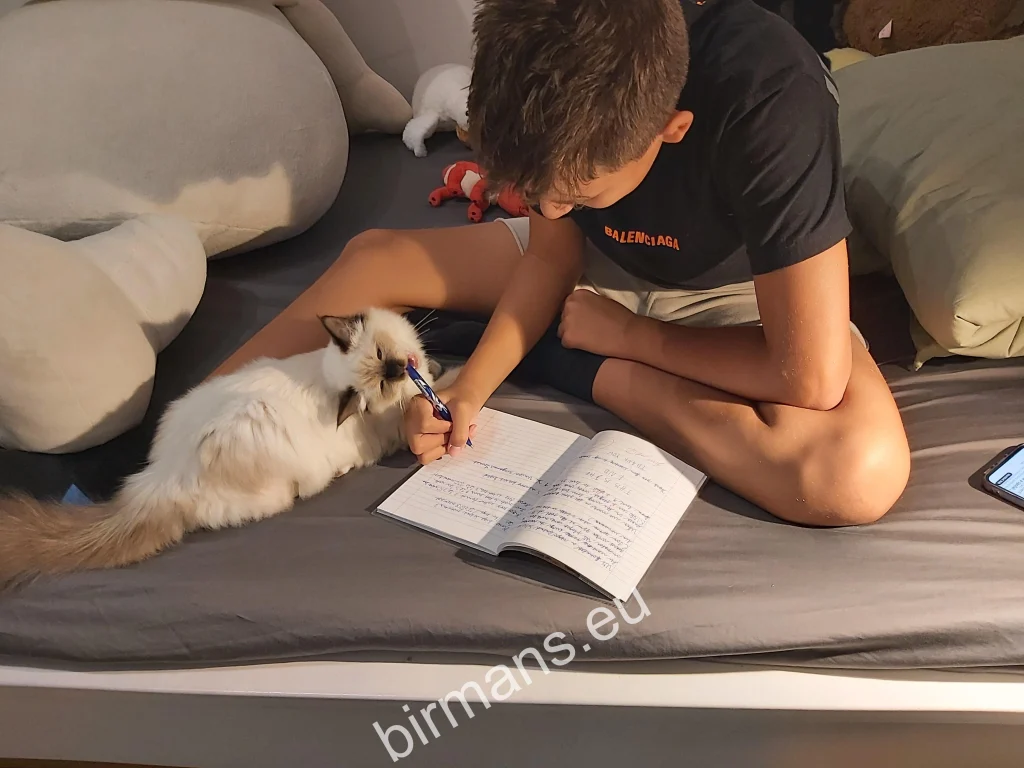 Saba Winter (Luna) Birman cat with her owner during study time in Slovakia – genuine customer feedback