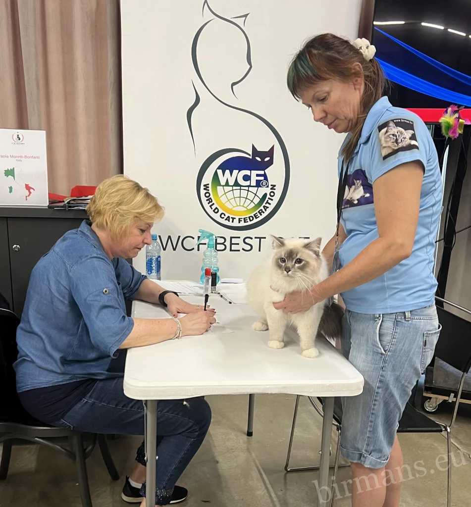 WCF judging with Birman cat – Saba Birman Cattery
