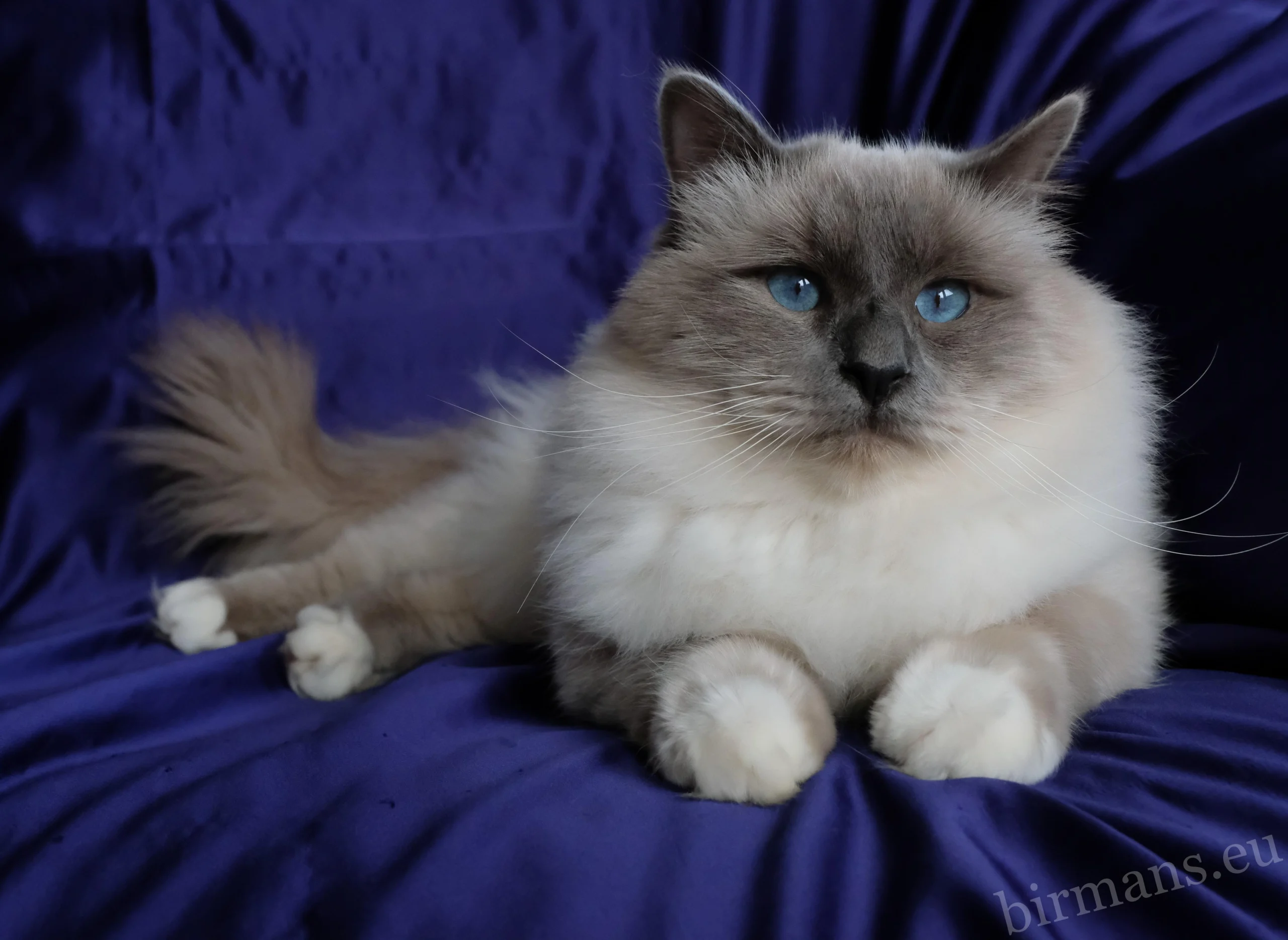 WCH Azzurro dei Baffi Buffi of Saba Birman Male – World Champion Portrait