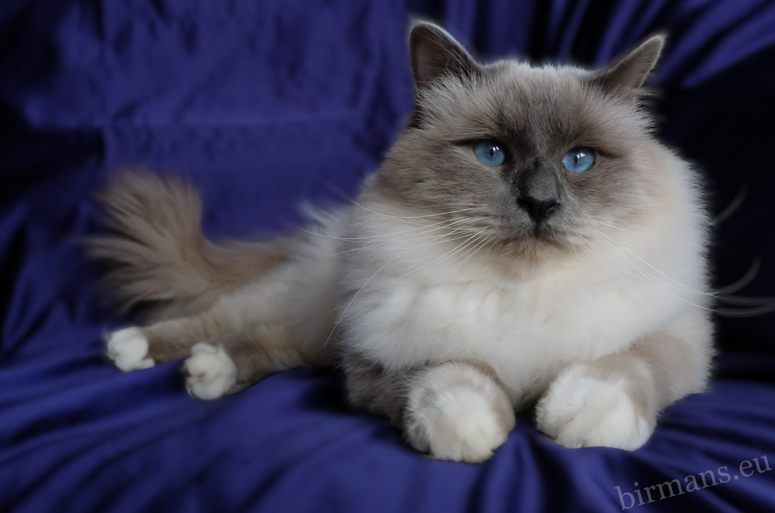 WCH Azzurro dei Baffi Buffi of Saba Birman male portrait – World Champion lineage