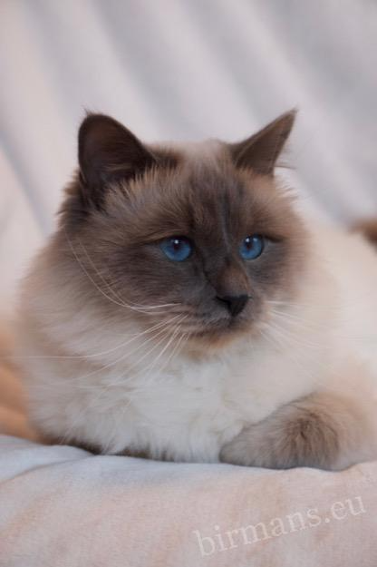 WCH Azzurro dei Baffi Buffi of Saba Birman male portrait – World Champion lineage
