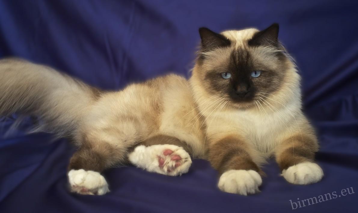 WCH Moonlight Yenzo of Saba Birman male portrait – World Champion lineage