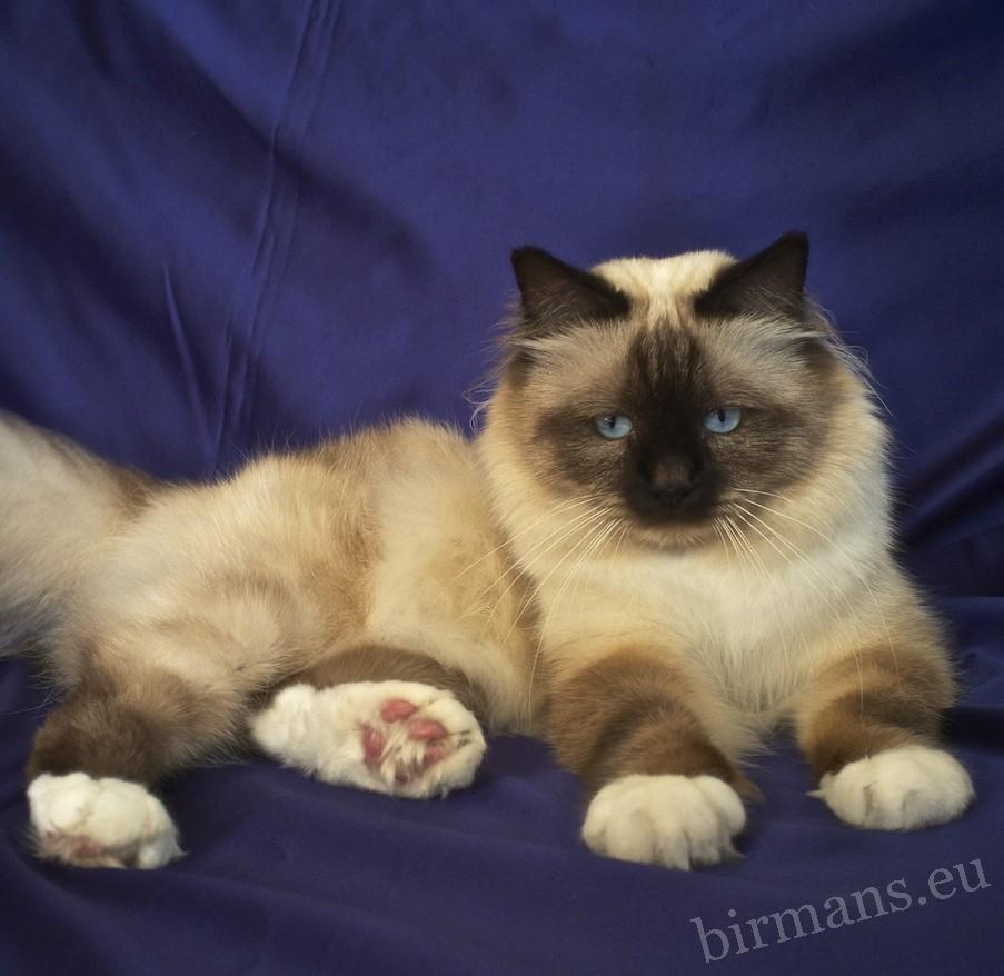 WCH Moonlight Yenzo of Saba Birman male portrait – World Champion quality
