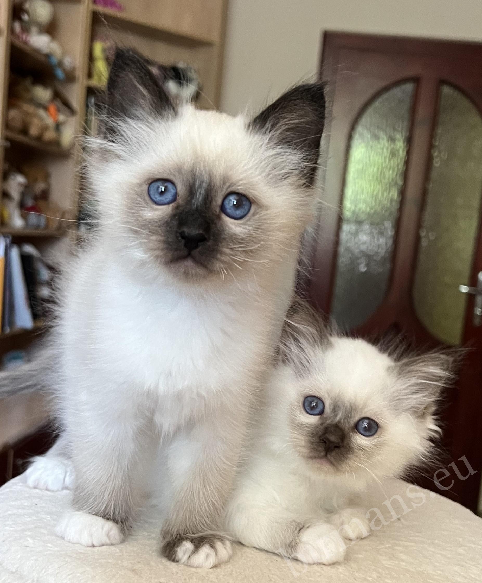 Saba Vico Birman kitten at 8 weeks old, standing next to her sister
