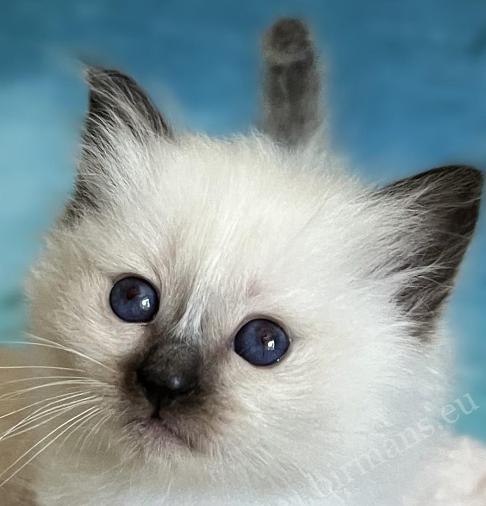 Saba Yuna seal point Sacred Birman female kitten – available and reservable