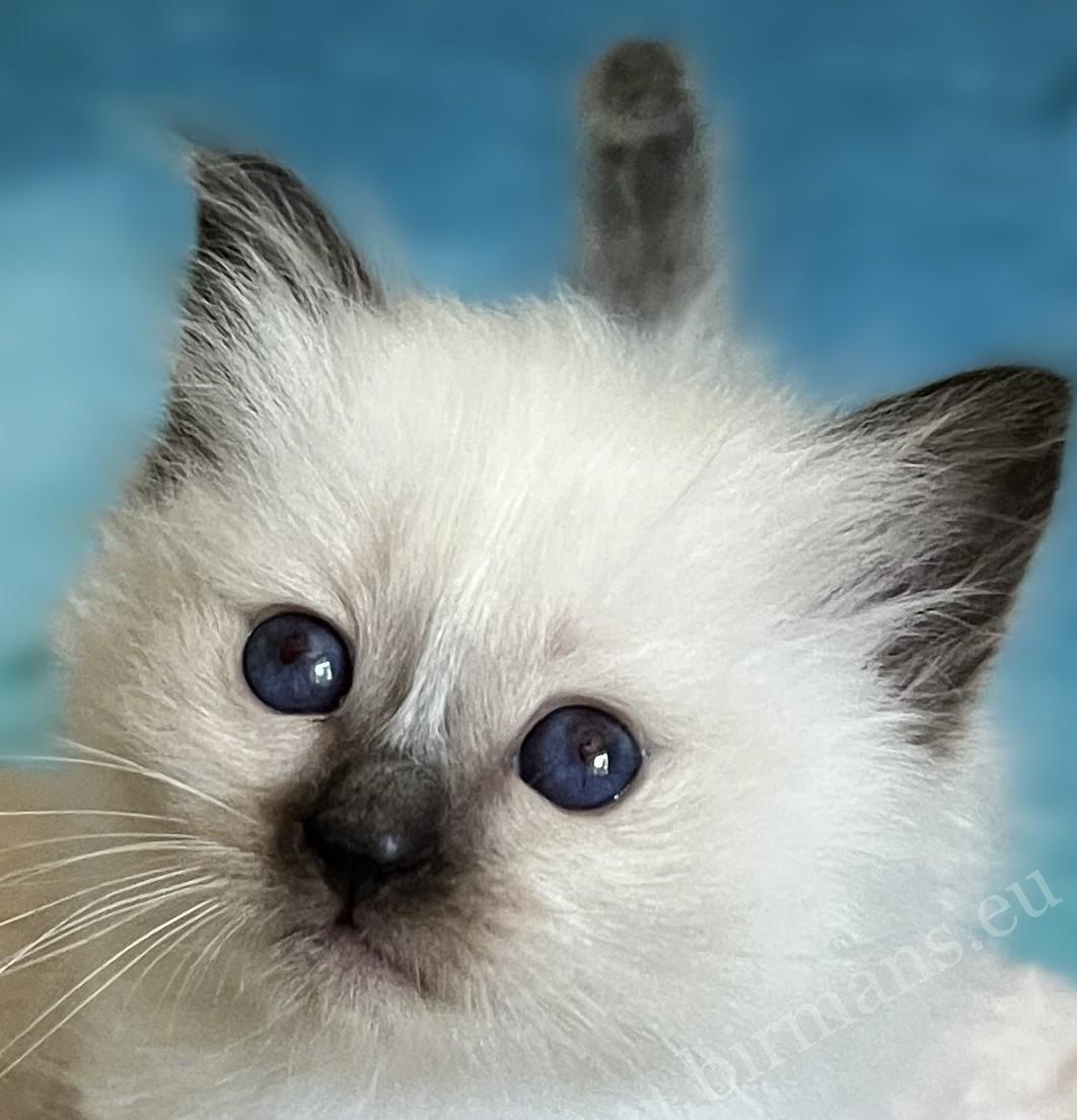 Saba Yuna seal point Sacred Birman female kitten – available and reservable