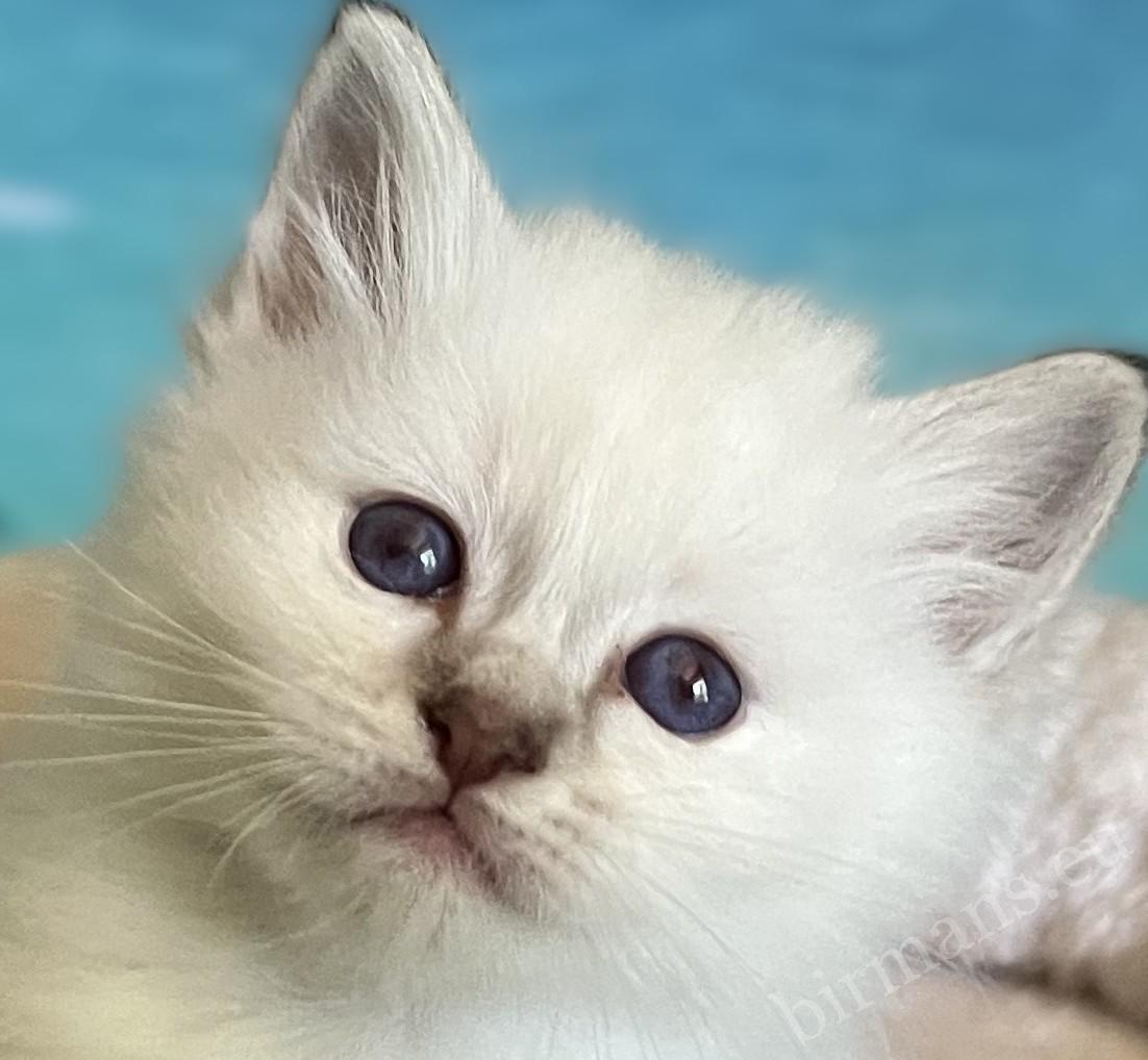 Saba Ysolde chocolate tabby Birman kitten close-up portrait