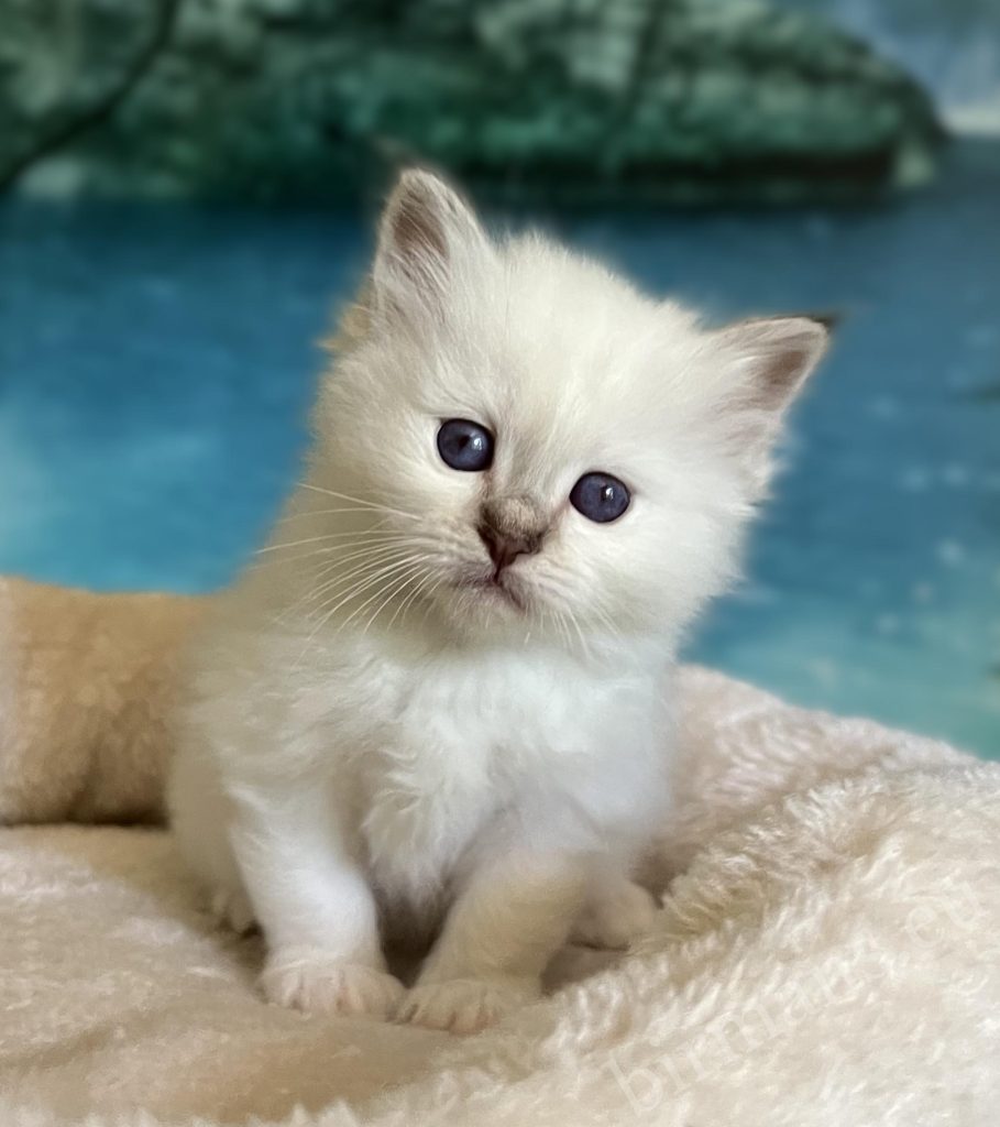 Available Saba Yorick chocolate tabby Sacred Birman male kitten sitting and looking at the camera