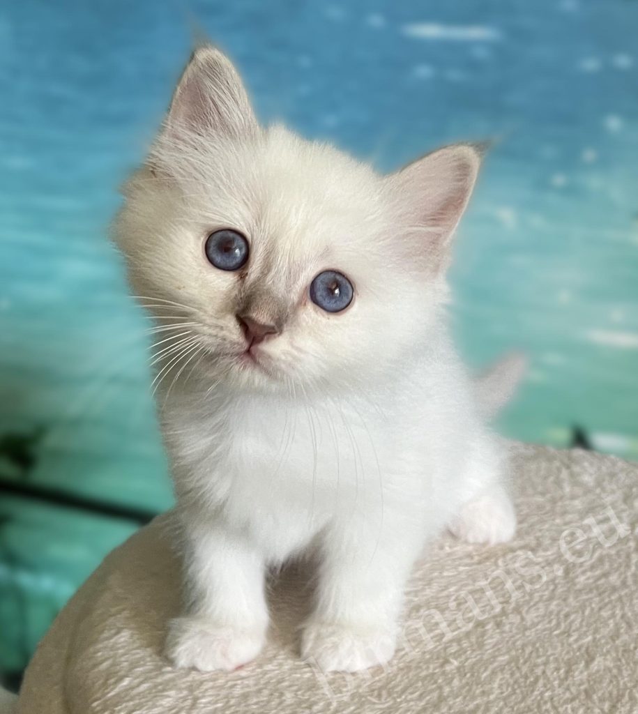 Available Lilac Tabby Birman male kitten, Saba Bentley, standing front view