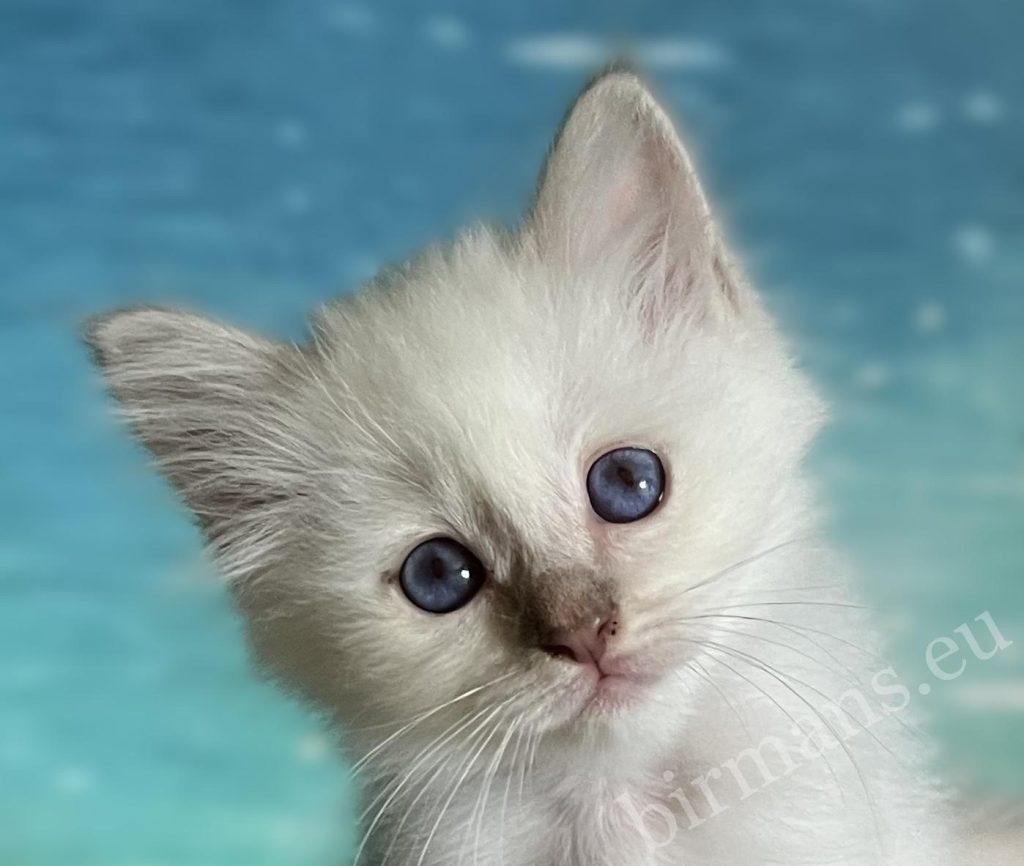 Close-up portrait of Saba Bianca lilac Point Sacred Birman kitten with exceptionally deep blue eyes. Available Birman kitten from Saba Birman cattery.