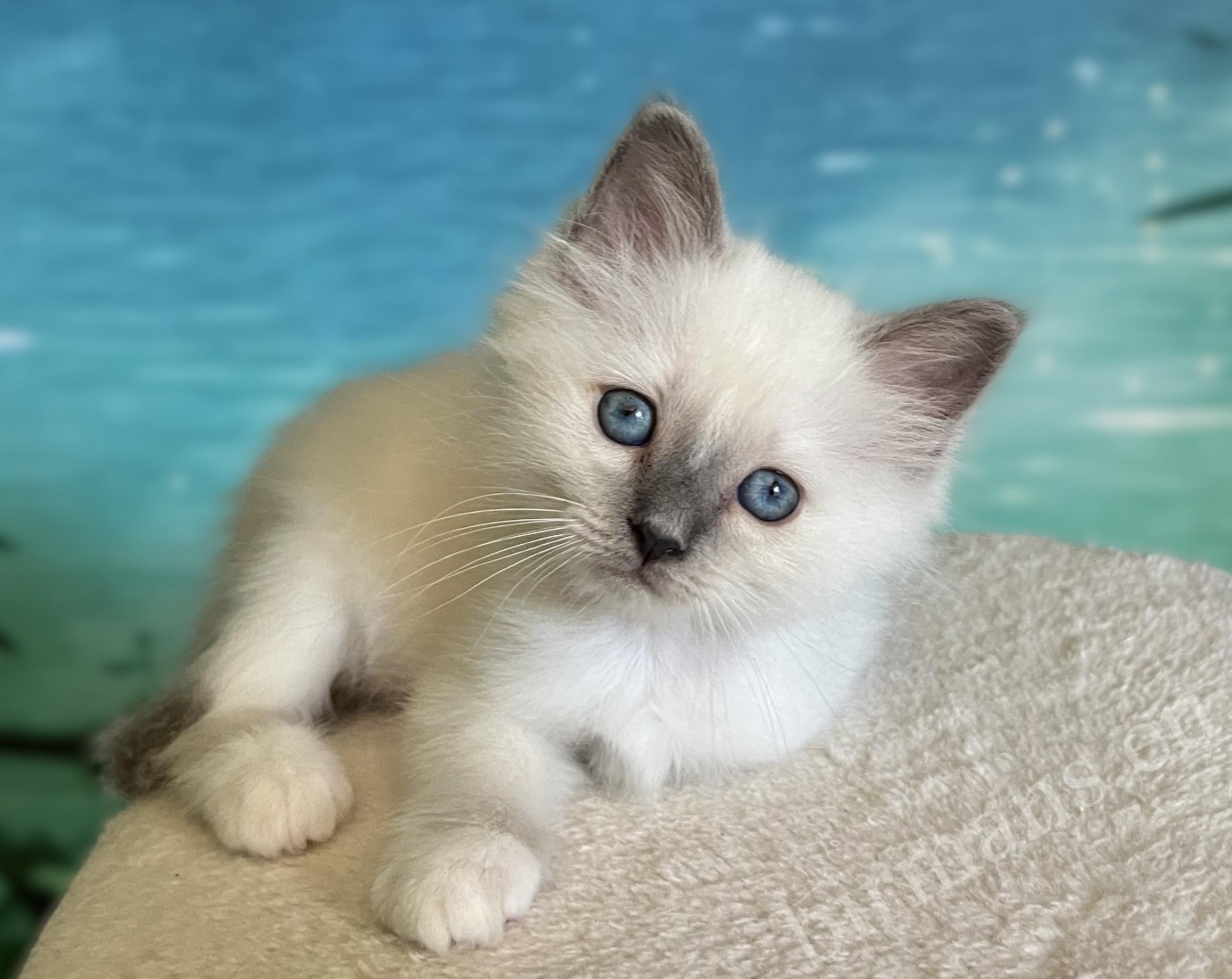 Available Blue Point Sacred Birman kitten lying front view – Saba Birman