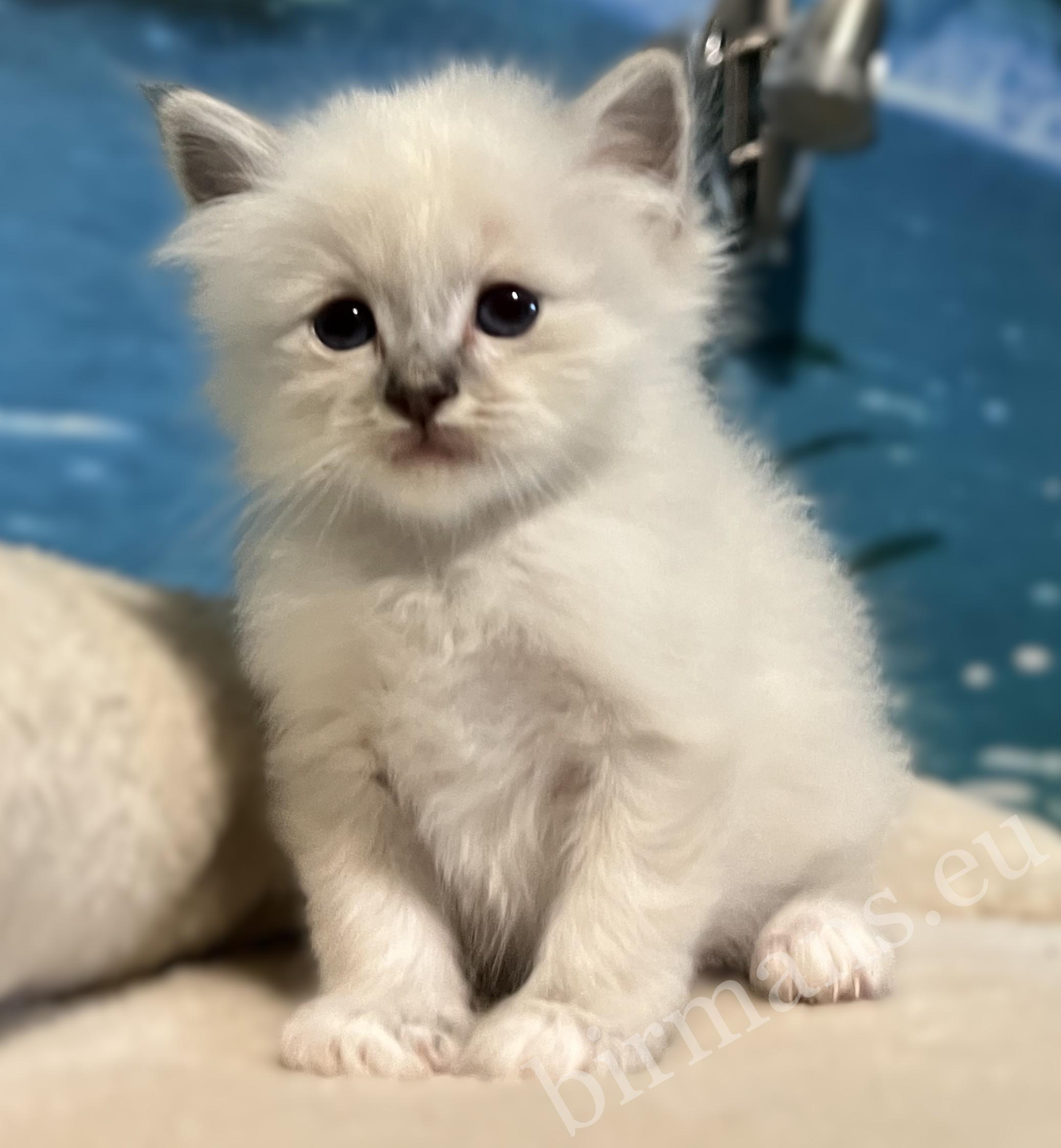 Saba Bastian, an available blue tabby Birman male kitten, photographed from the front with a sweet, teddy bear-like expression