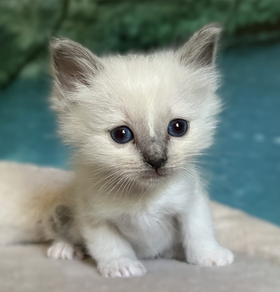 Portrait of Saba Byron blue point Birman male kitten, available, with excellent show potential