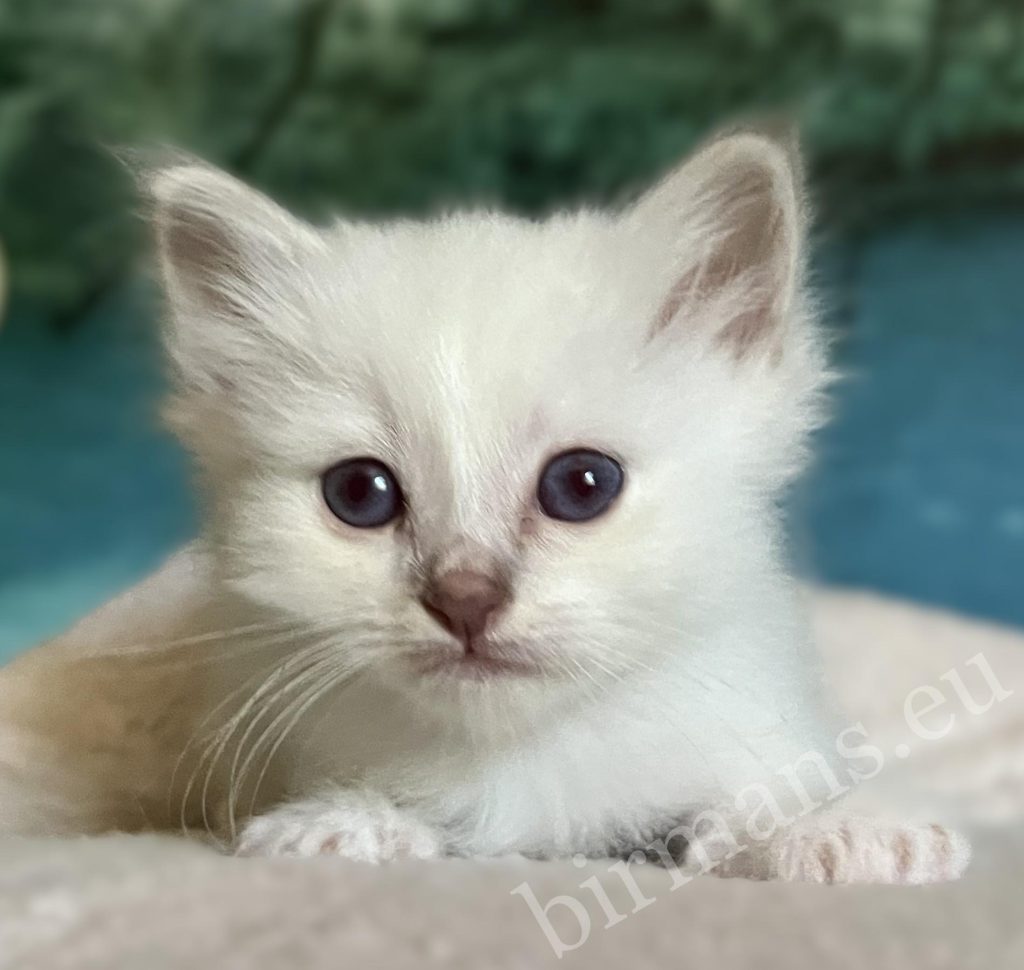 Available, portrait of Saba Bentley Sacred Birman kitten