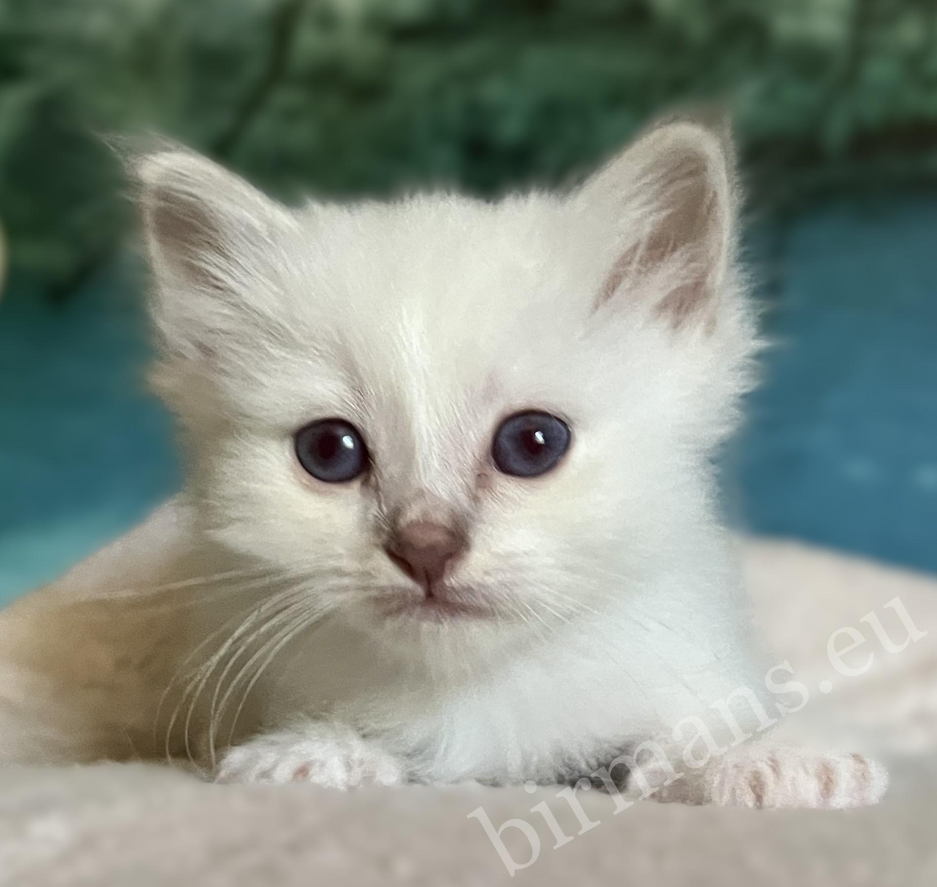 Available, portrait of Saba Bentley Sacred Birman kitten