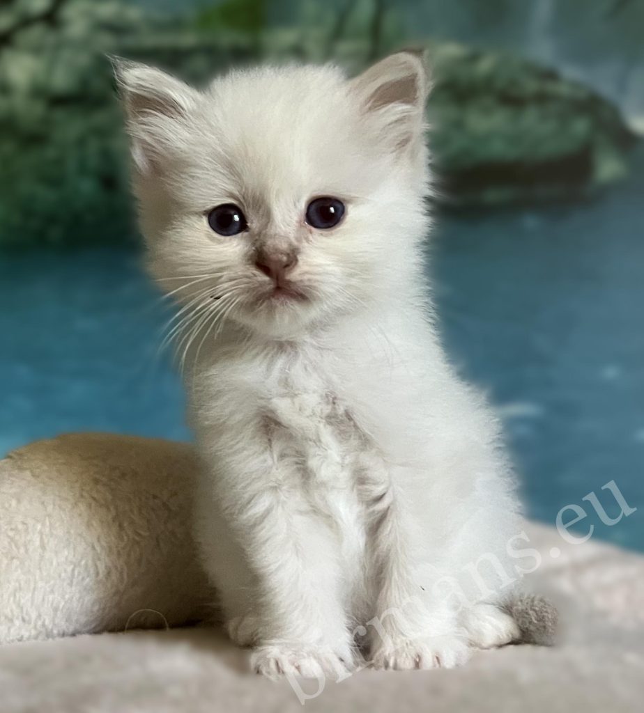 Saba Bianca available lilac Sacred Birman female kitten sitting front view
