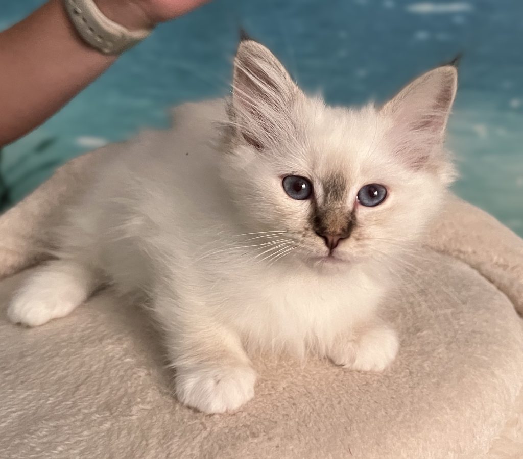 Available Saba Ysolde chocolate tabby Sacred Birman female kitten lying down and looking at the camera