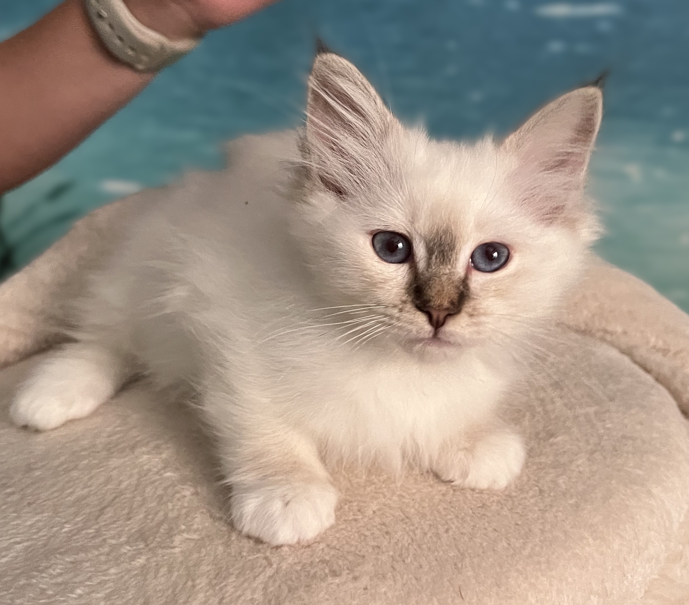 Available Saba Ysolde chocolate tabby Sacred Birman female kitten lying down and looking at the camera
