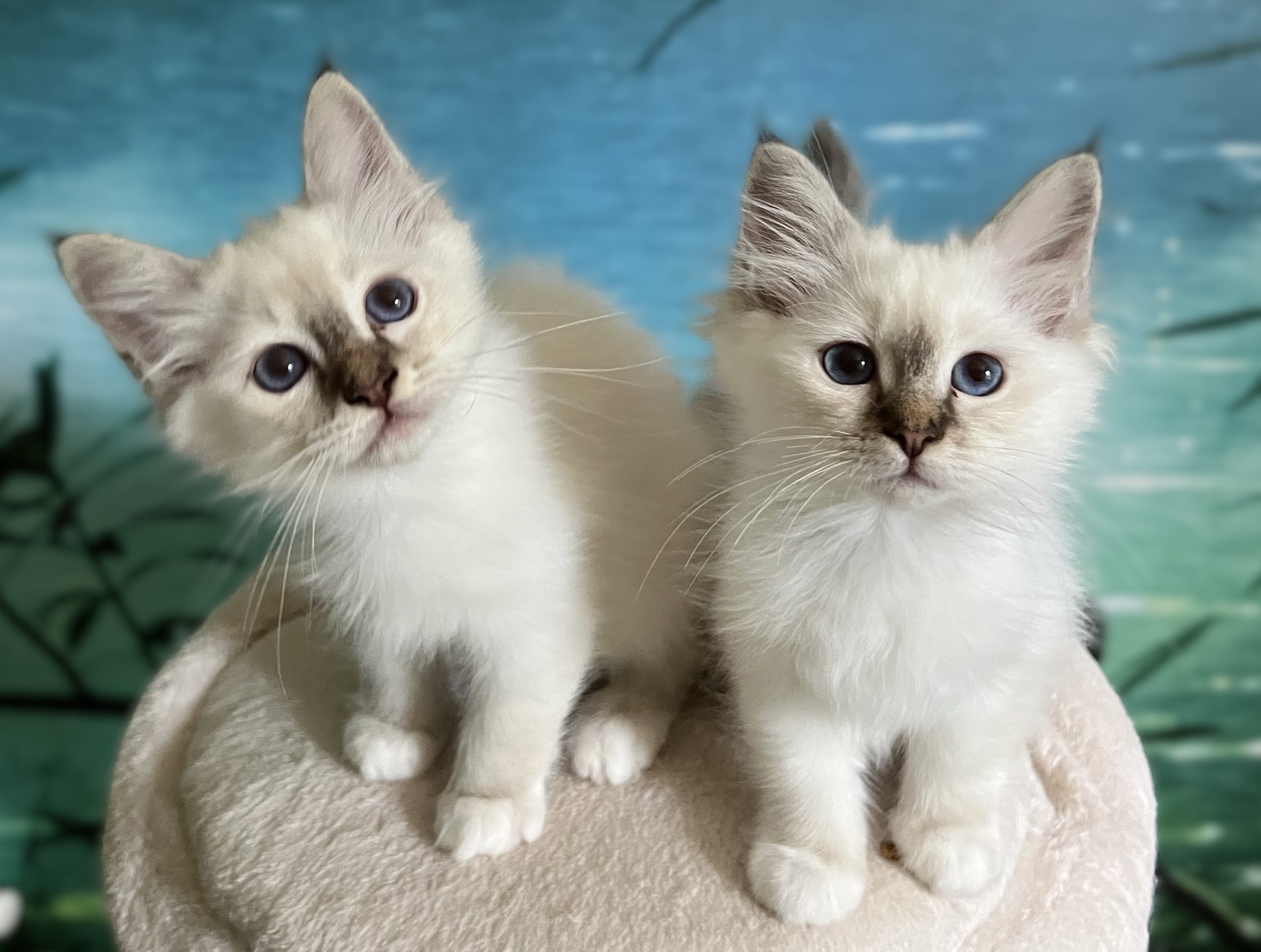 Saba Yorick and Saba Ysolde, reservable chocolate tabby Birman siblings, looking at the camera together at the Saba Birman cattery