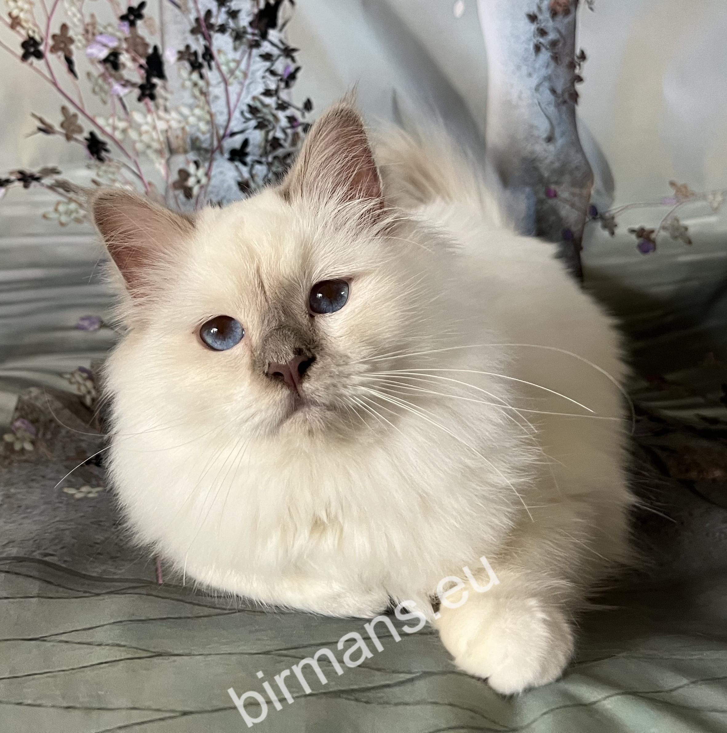 ICH Saba Wanda, International Champion Birman female, an outstanding representative of the Saba Birman breeding program